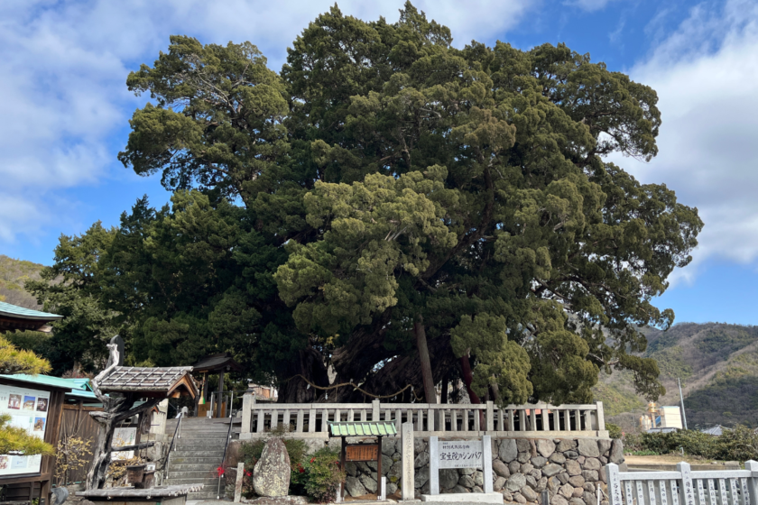 小豆島のシンパク