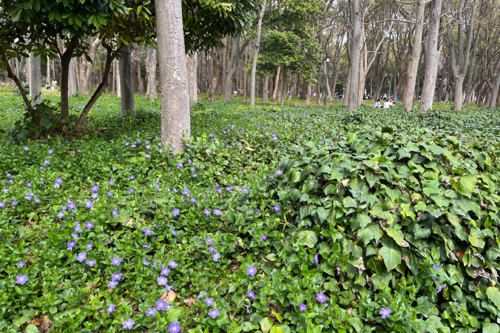大阪城の草木、ツルニチニチソウ