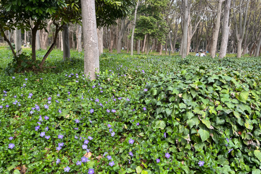 大阪城の草木、ツルニチニチソウ