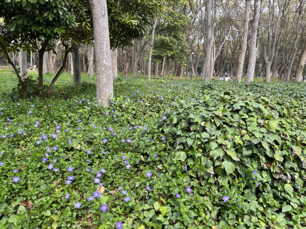 大阪城の草木、ツルニチニチソウ