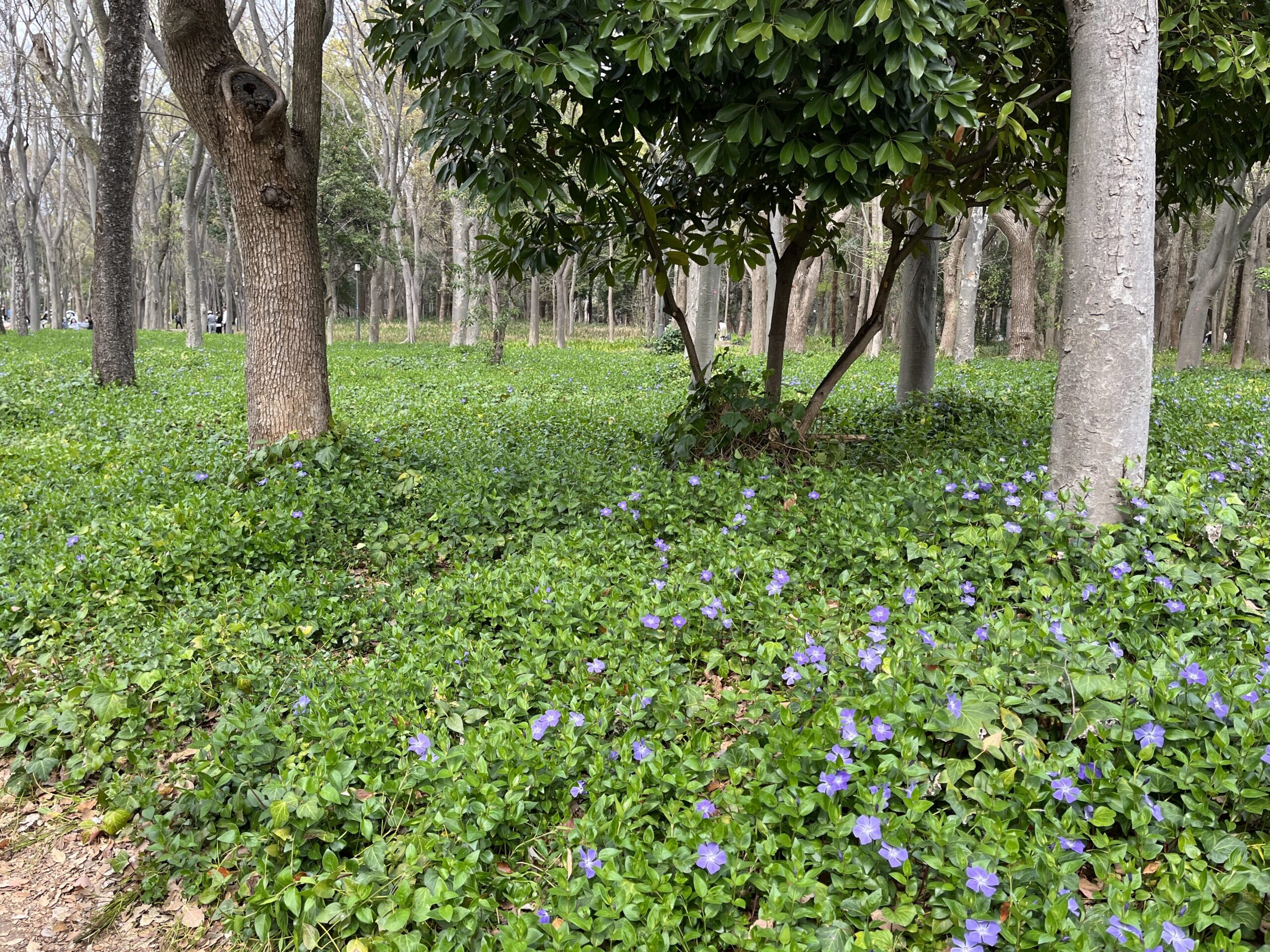 大阪城の草木、ツルニチニチソウ